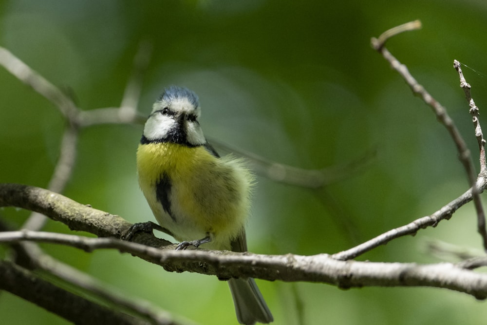 un uccello seduto su un ramo