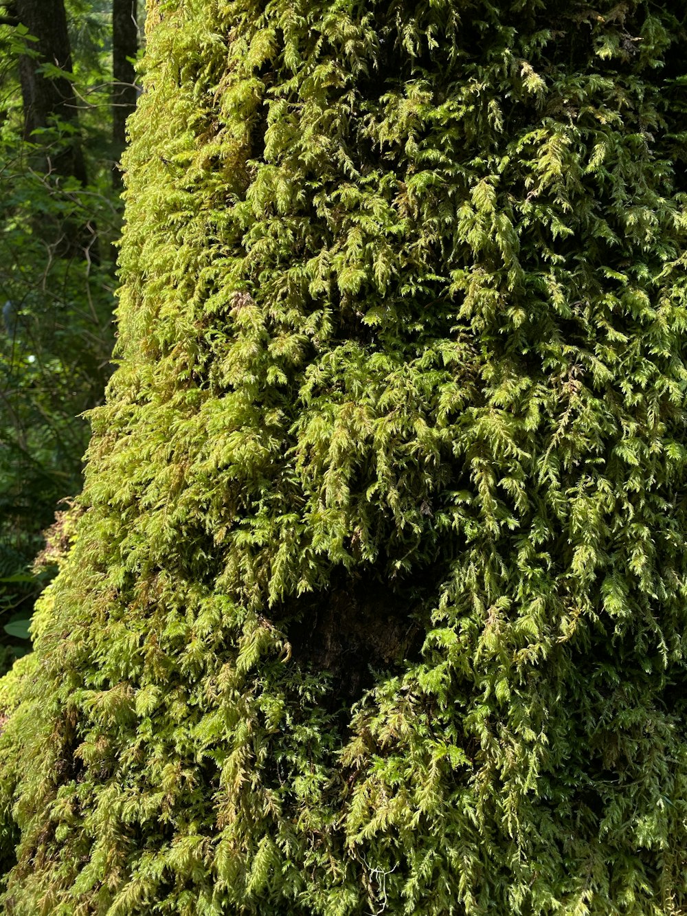 a close-up of a tree