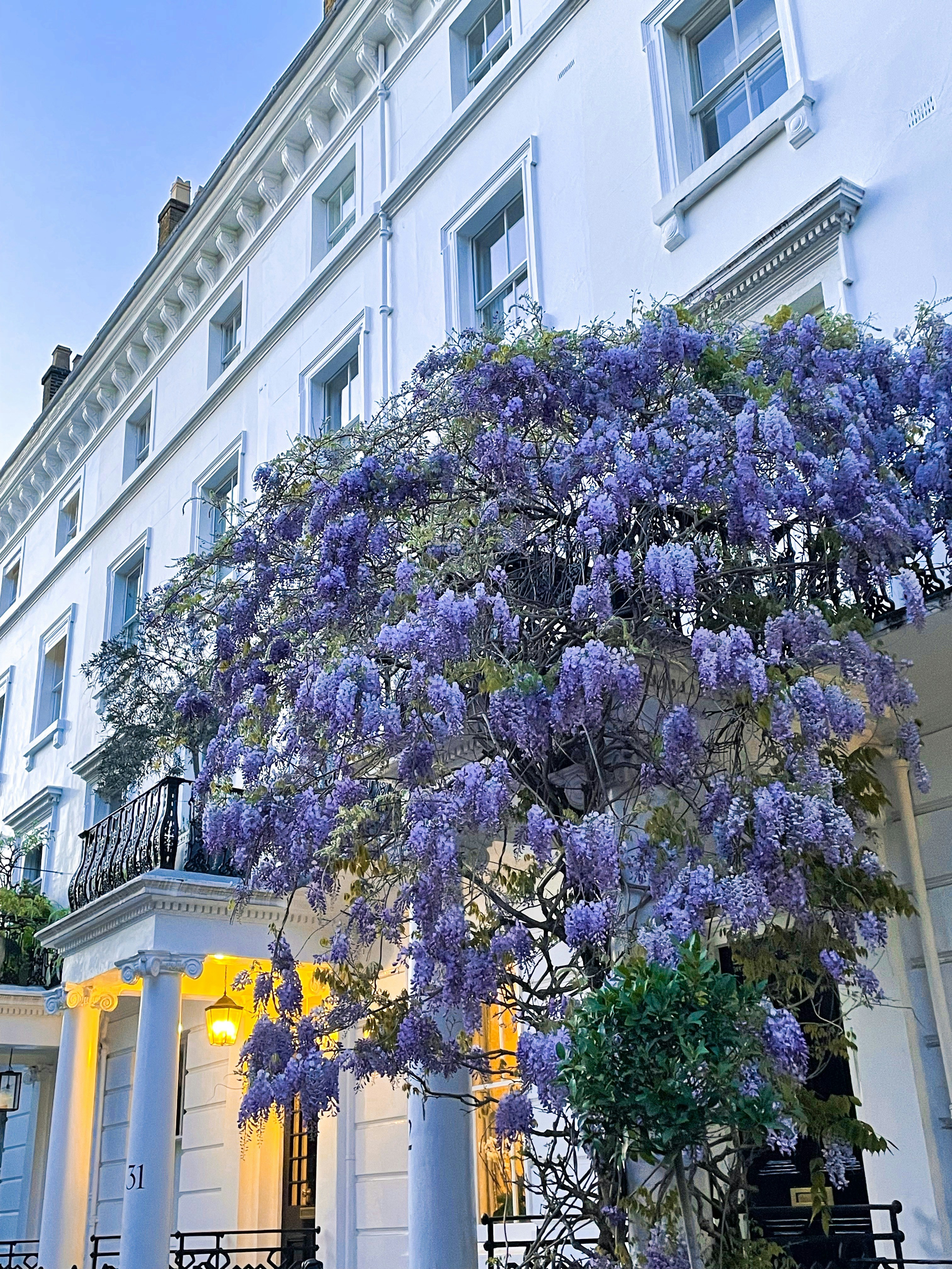 Blooming wisteria