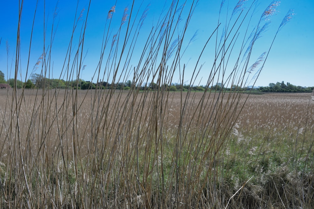 a field of tall grass