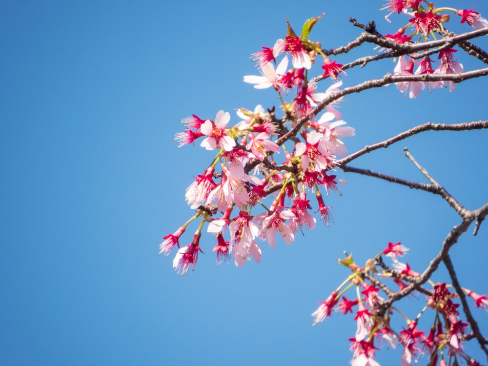 a tree with pink flowers