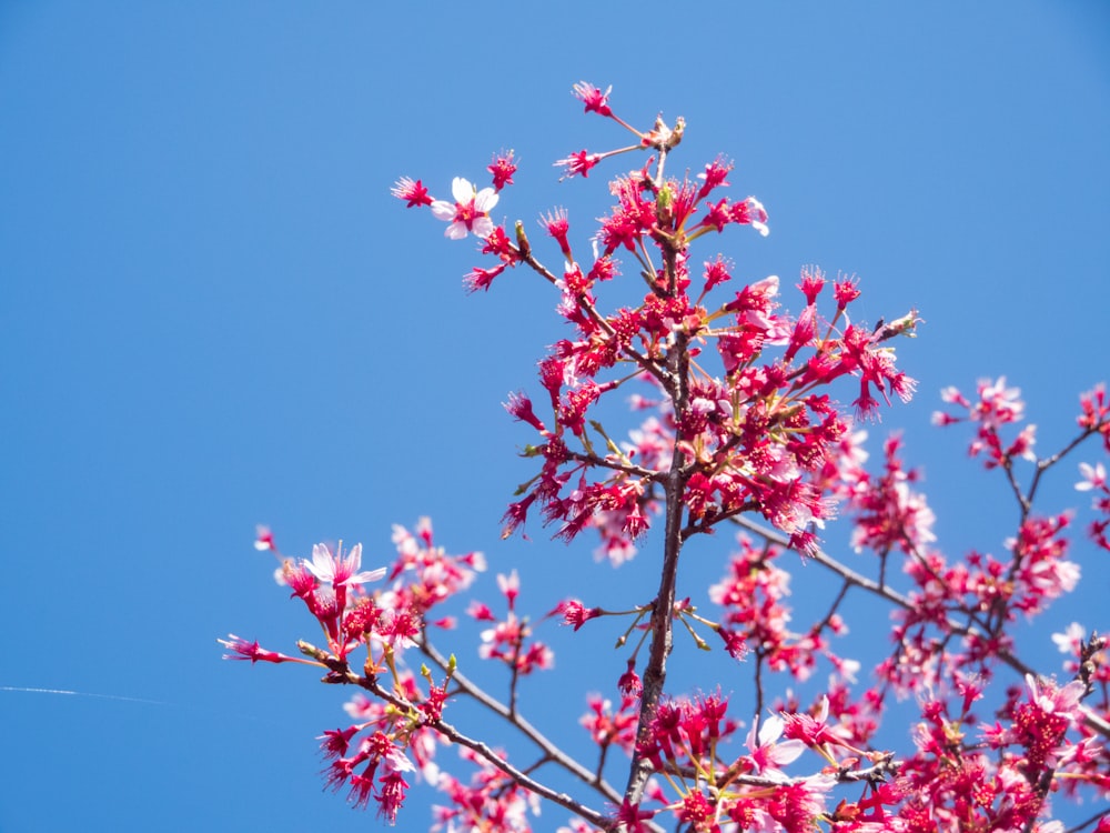 a tree with pink flowers