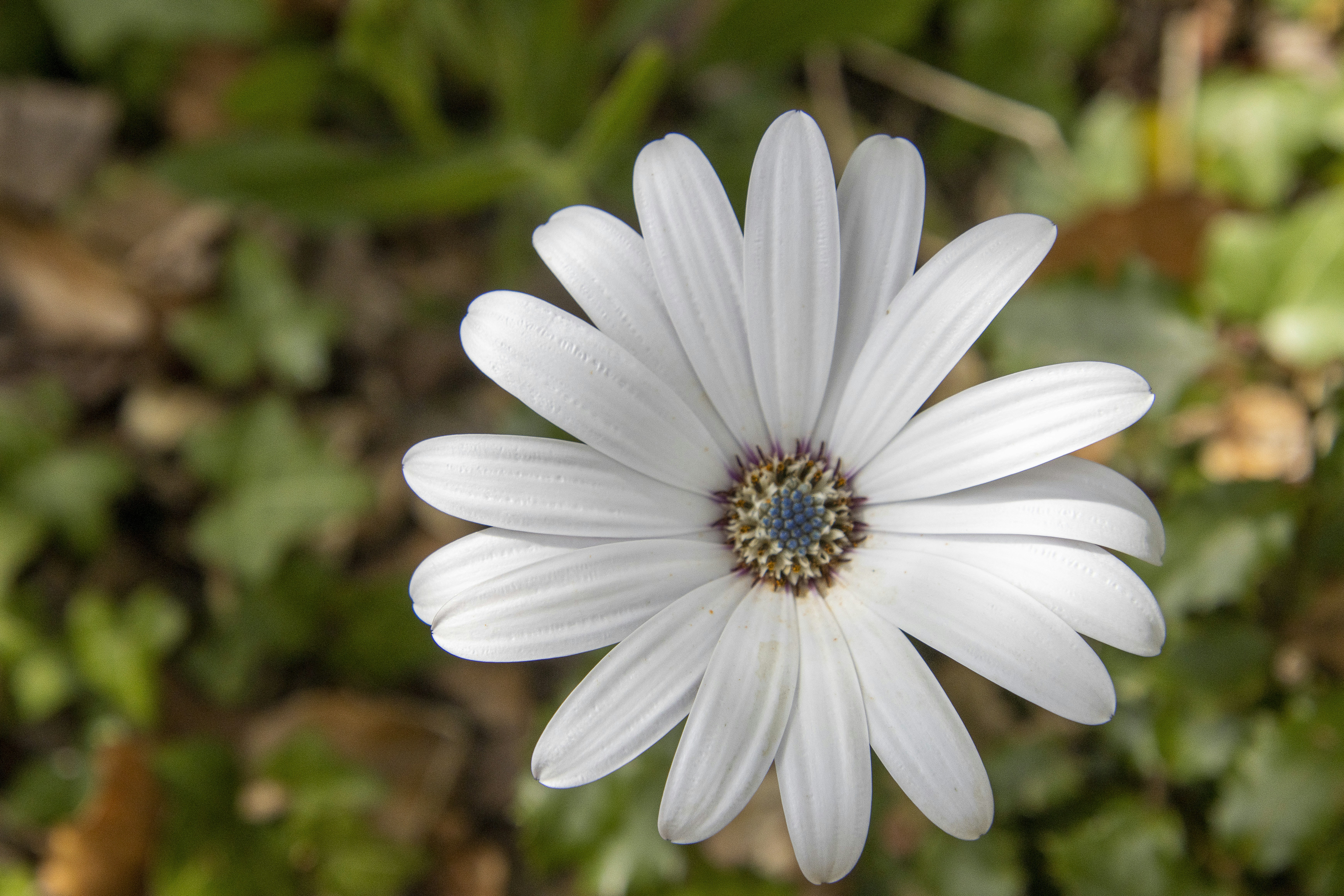 a white flower with a black center