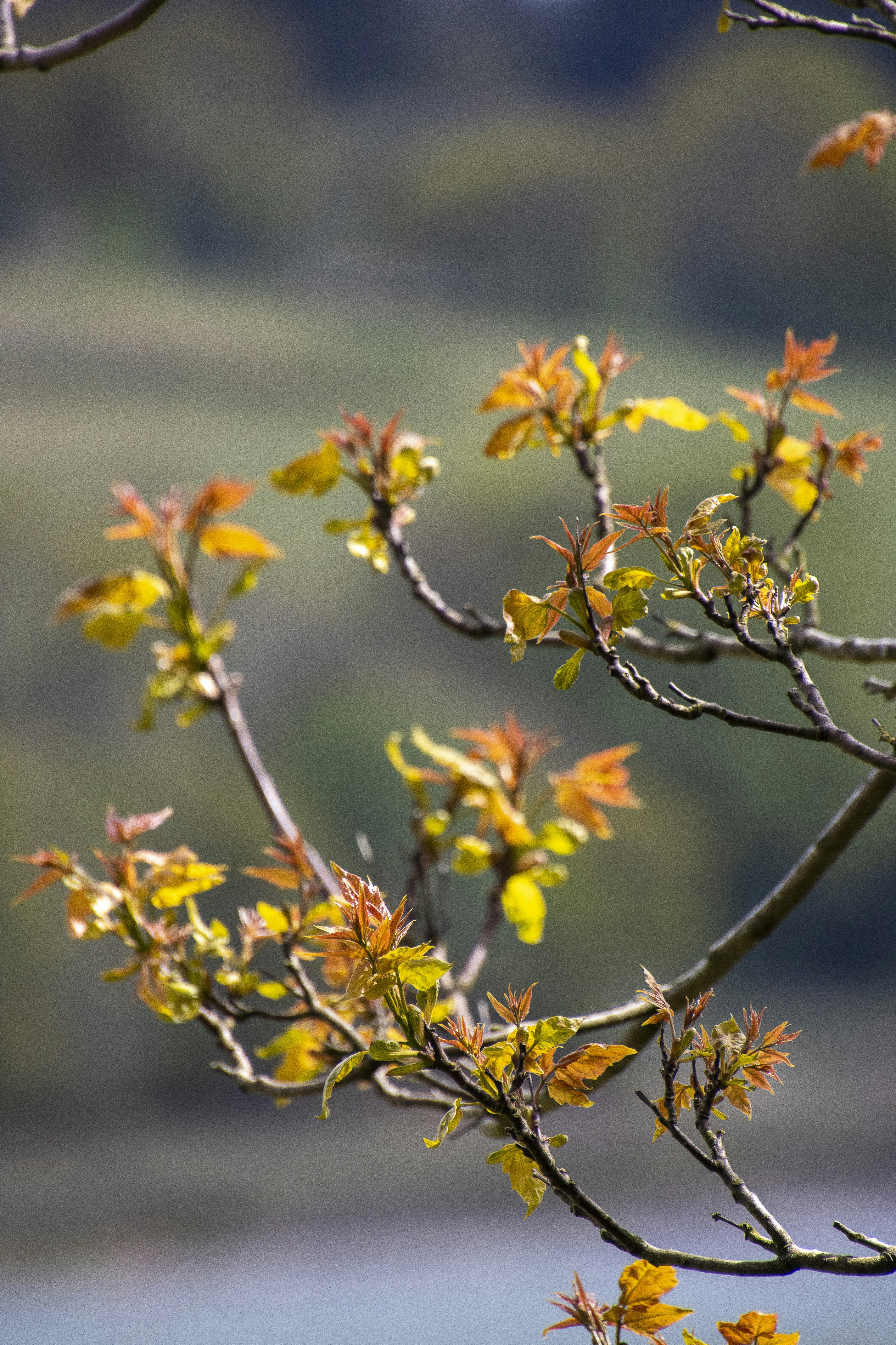 close up de um galho de árvore