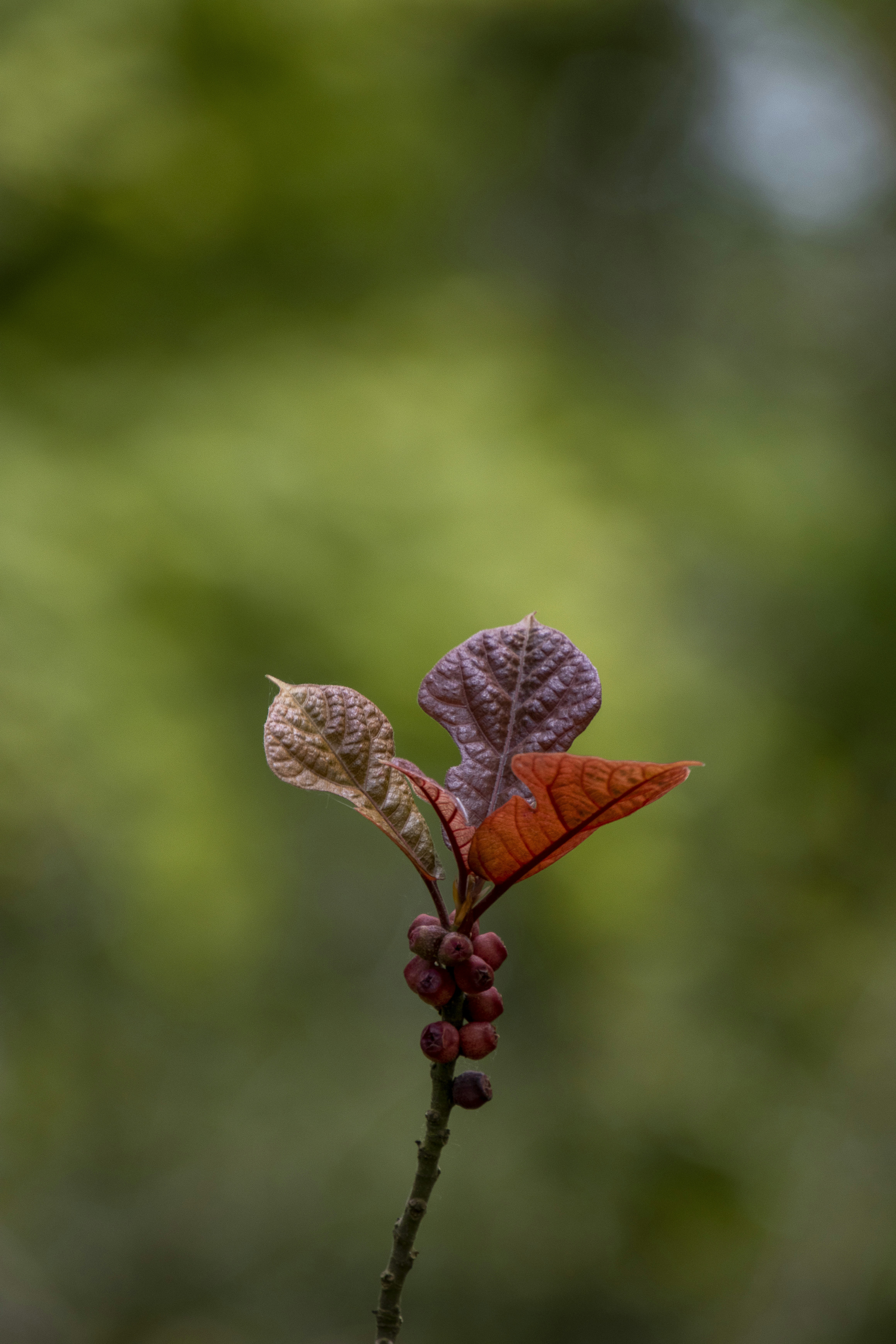 a butterfly on a flower