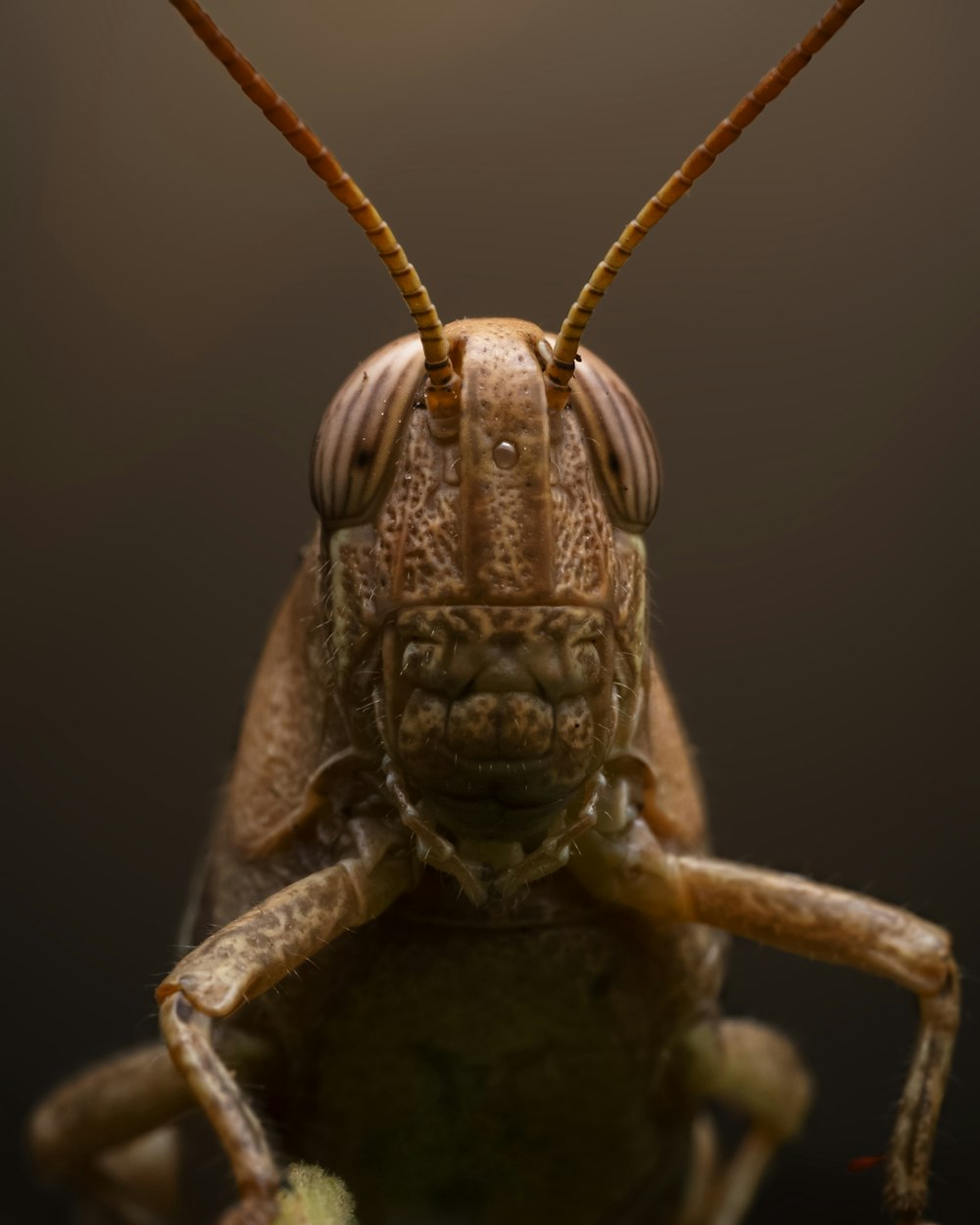 a close-up of a bug