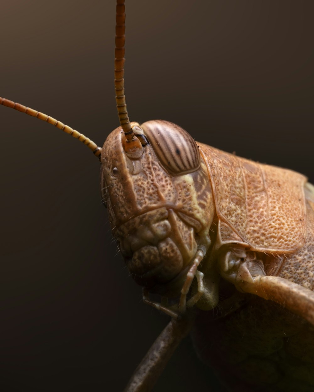 um close-up de um bug