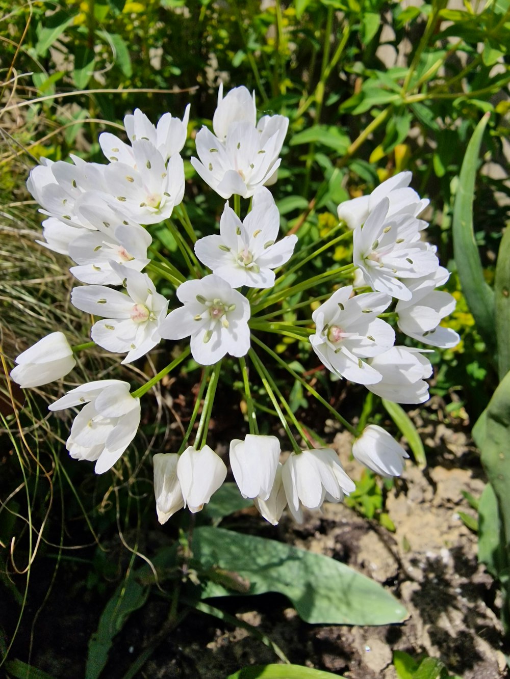 a group of white flowers