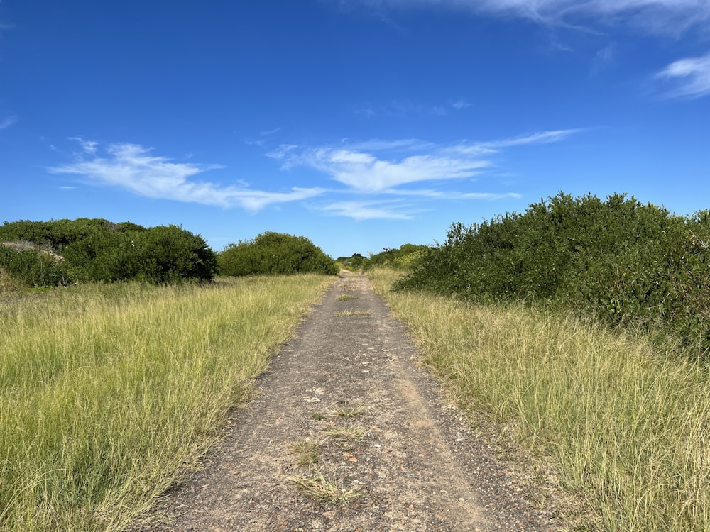 a dirt road through a grassy field