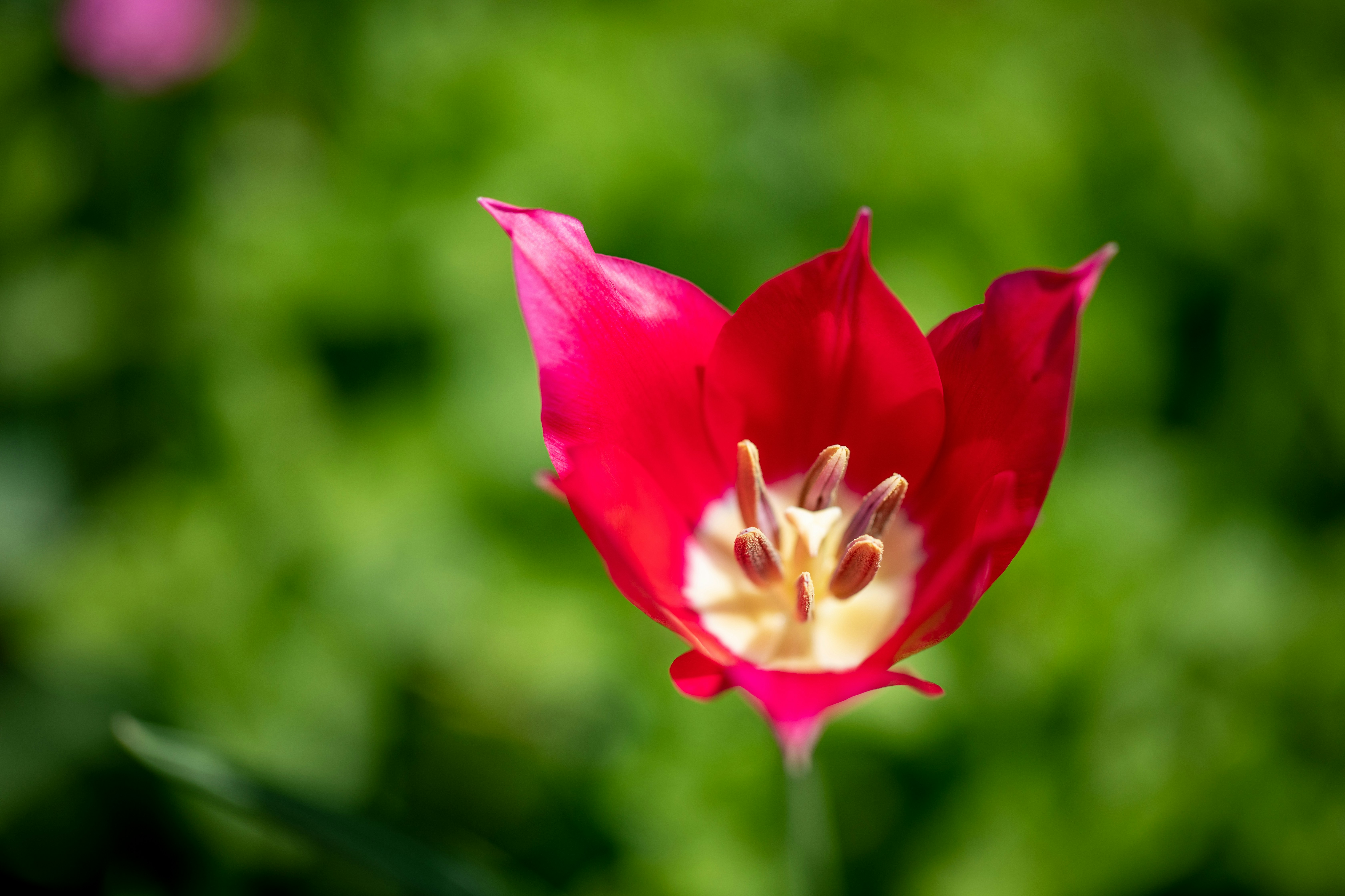 Photo by ovidiugruescu