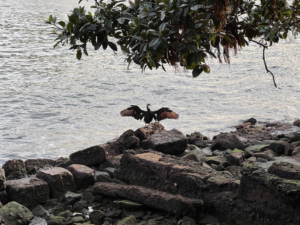 a bird flying over a body of water