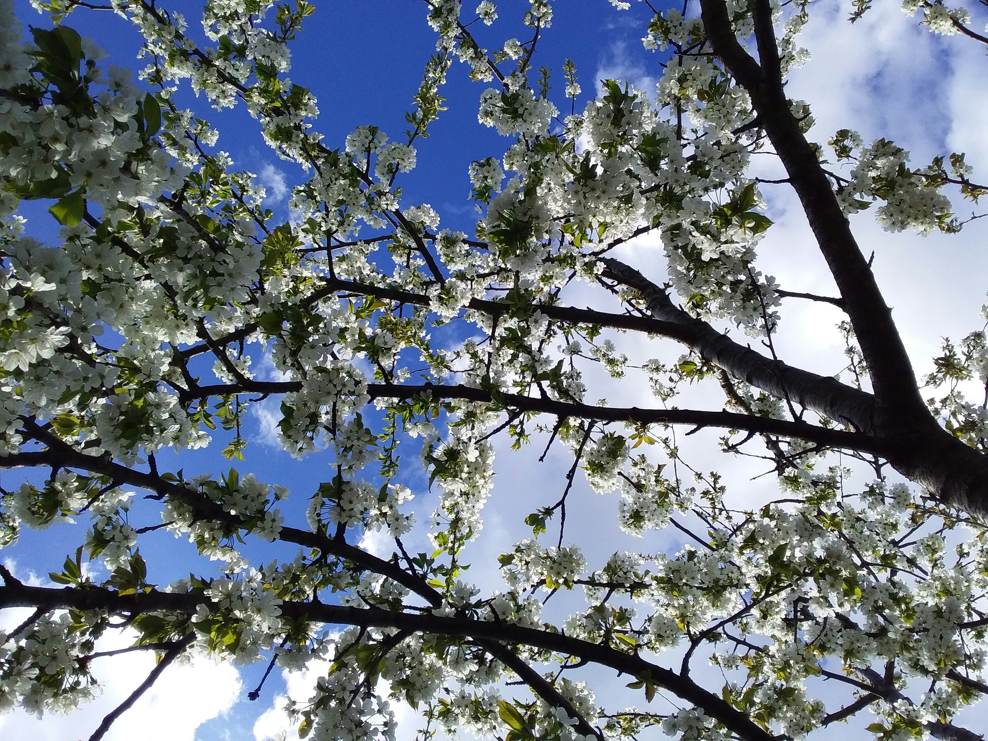 Photo by acardiaingeracardi