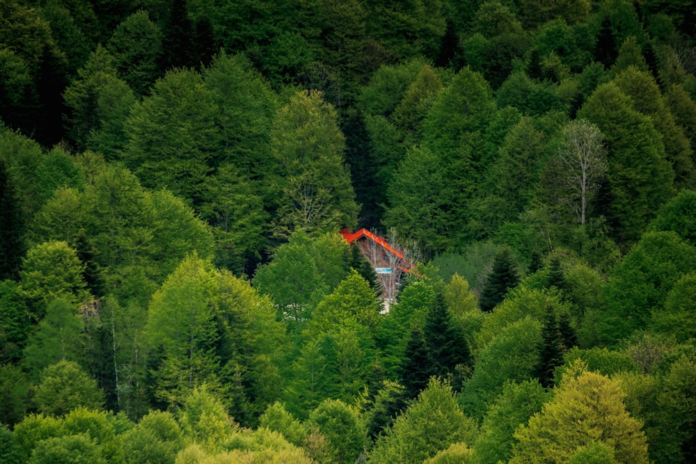 a red crane in the middle of a forest