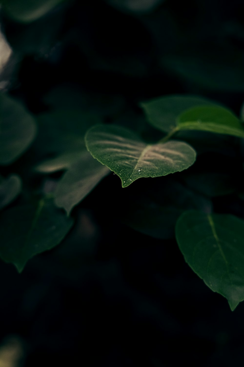 a close up of a leaf