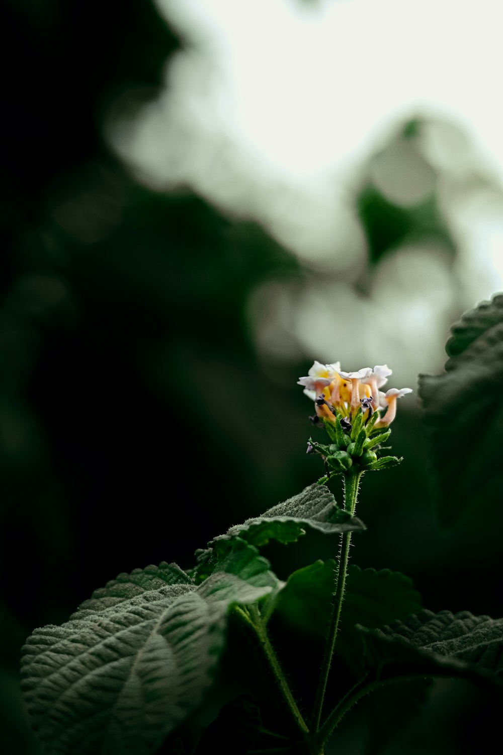 a flower on a plant