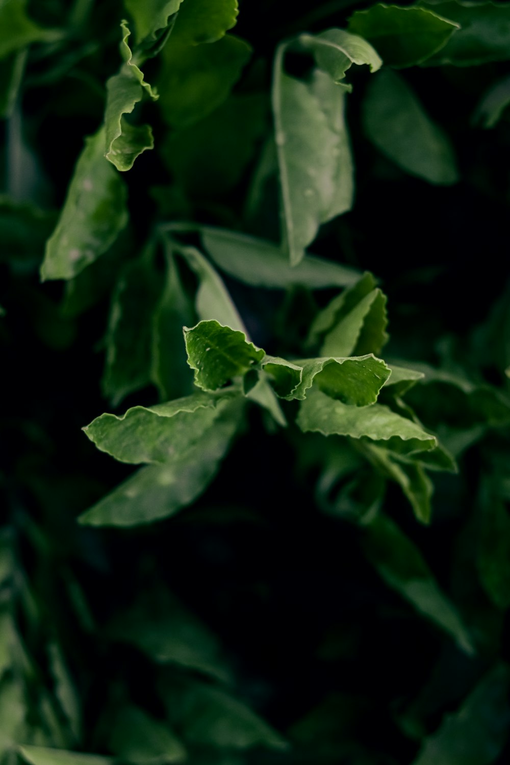 a close up of a plant