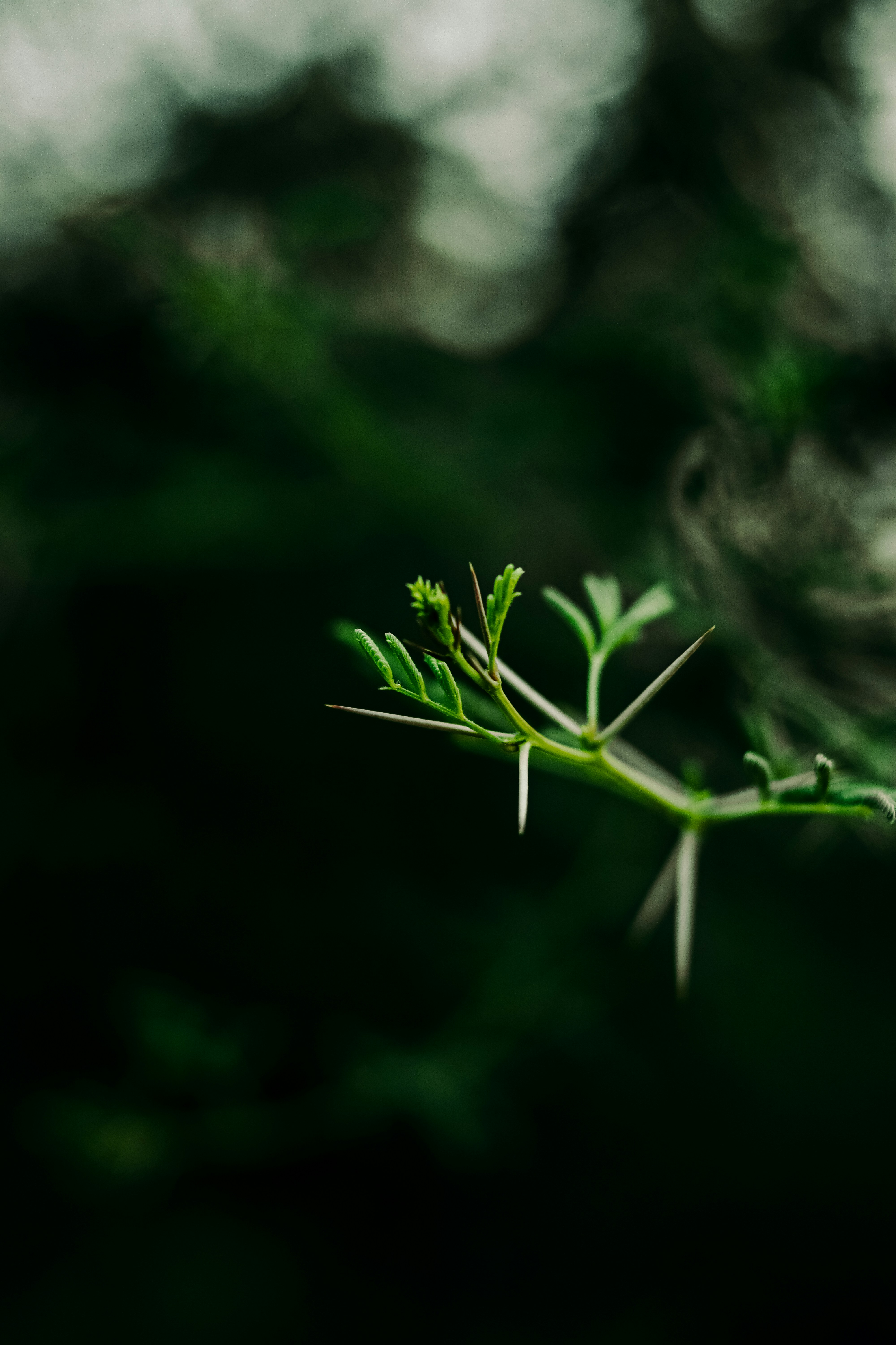Photo by vinikhill