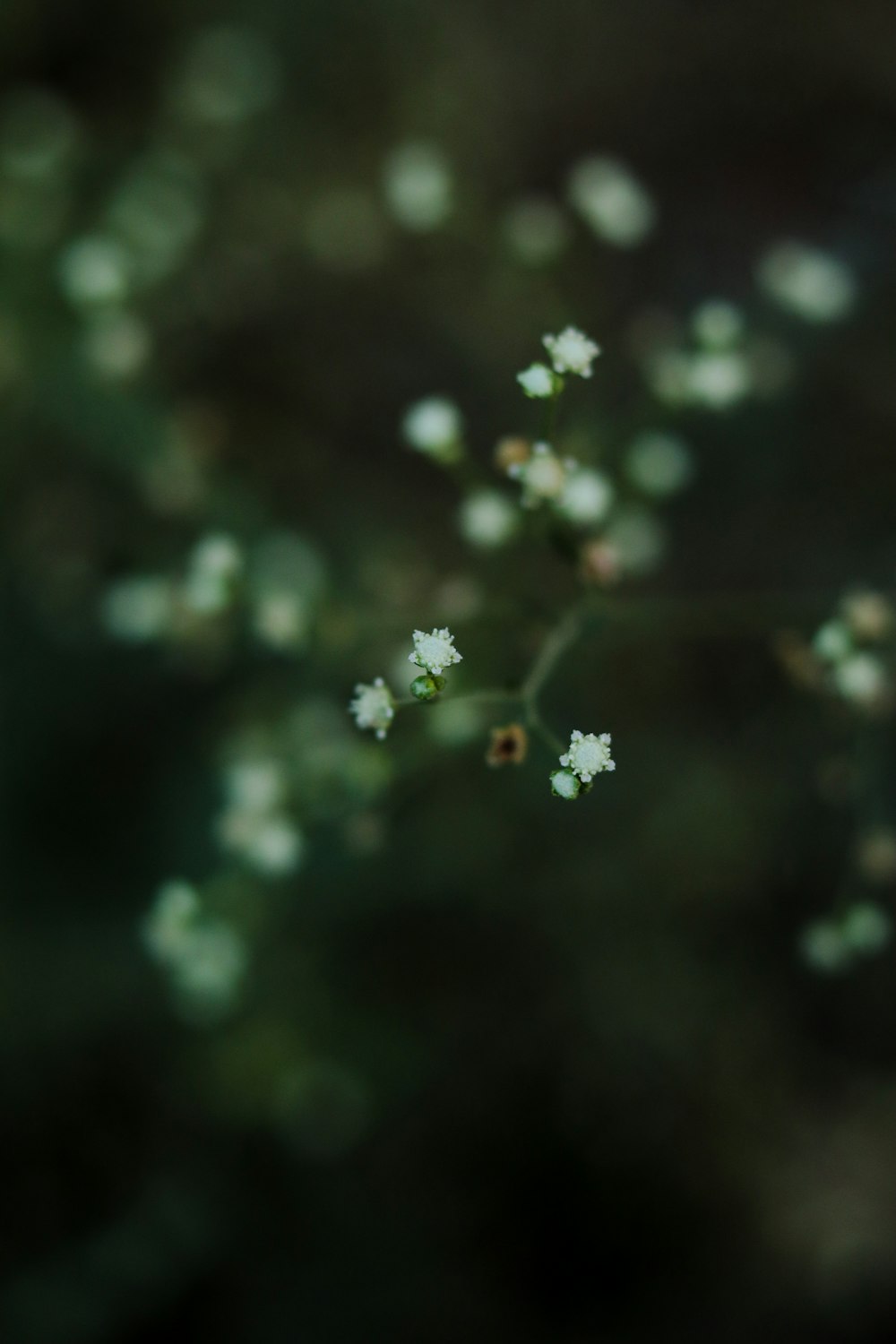 a ladybug on a flower