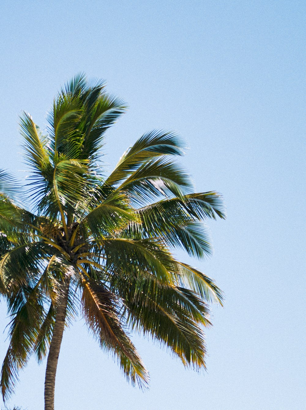 a palm tree with blue sky