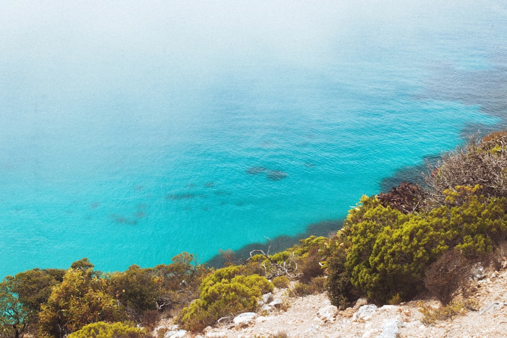 a rocky beach with trees and a body of water in the background