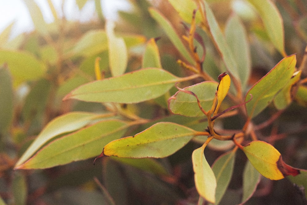 close-up of a plant