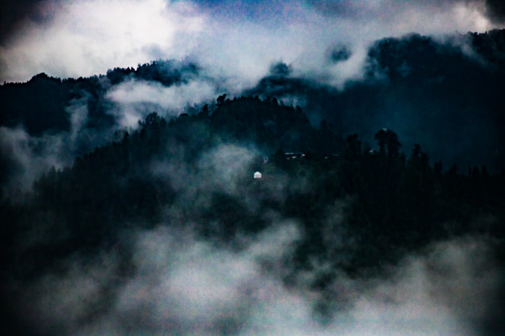 a foggy forest with a light shining through the clouds