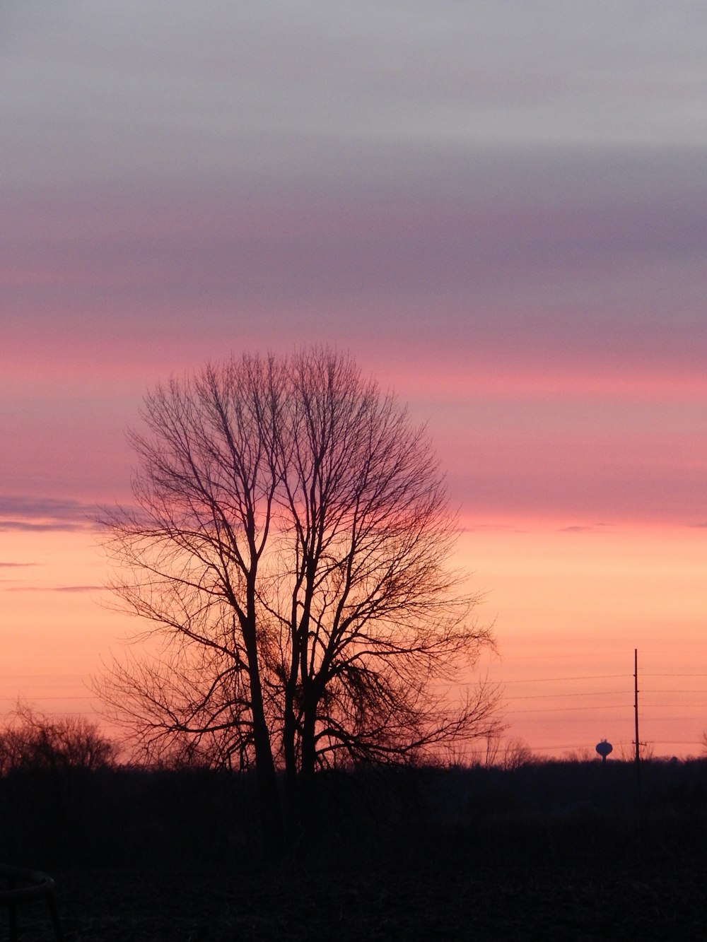 a tree with a pink and purple sky in the background