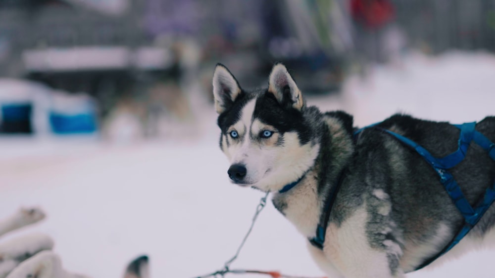 a dog wearing a harness