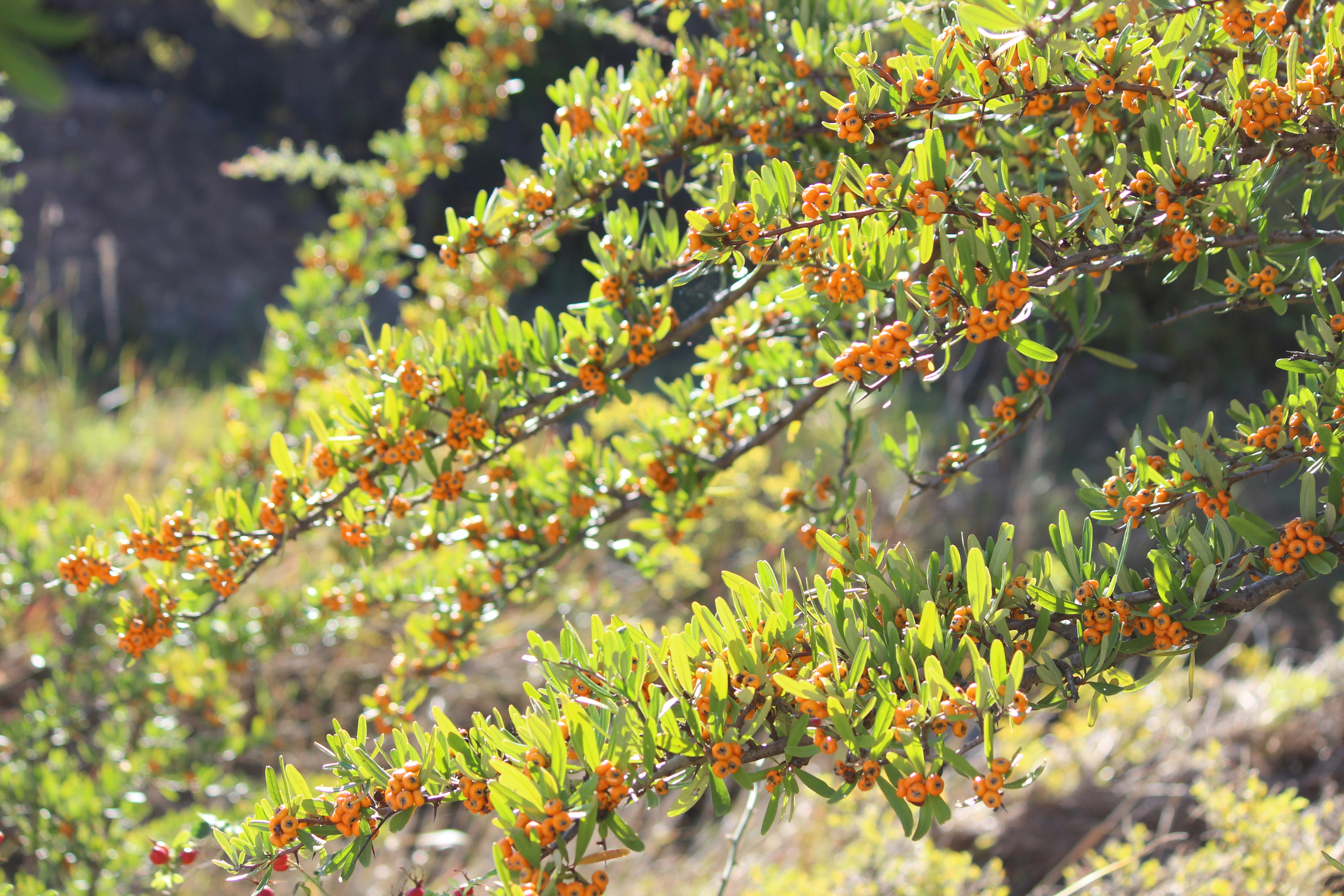 Photo by clarabeukes