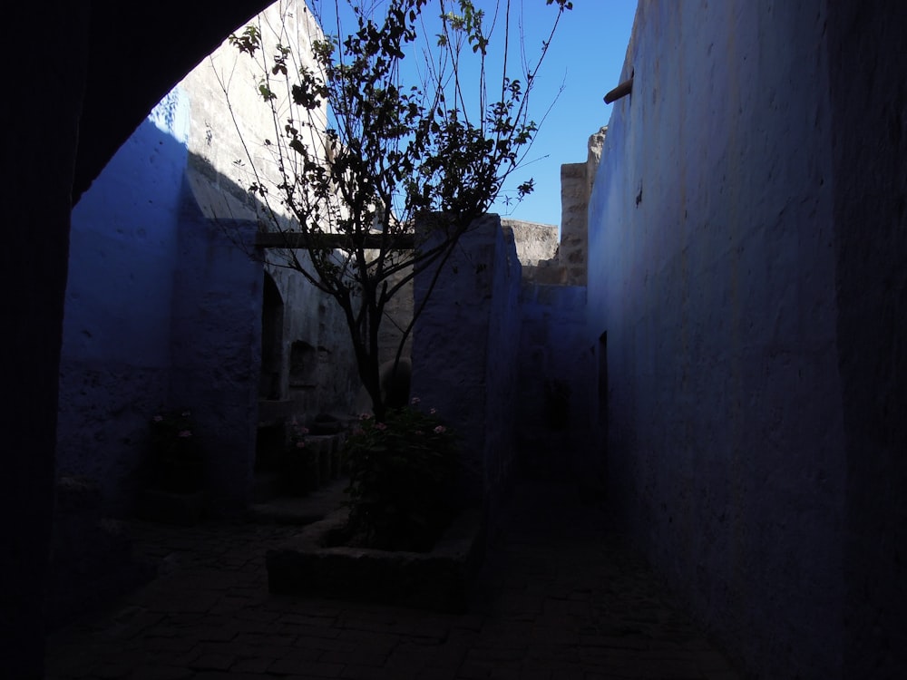 a tree in a courtyard