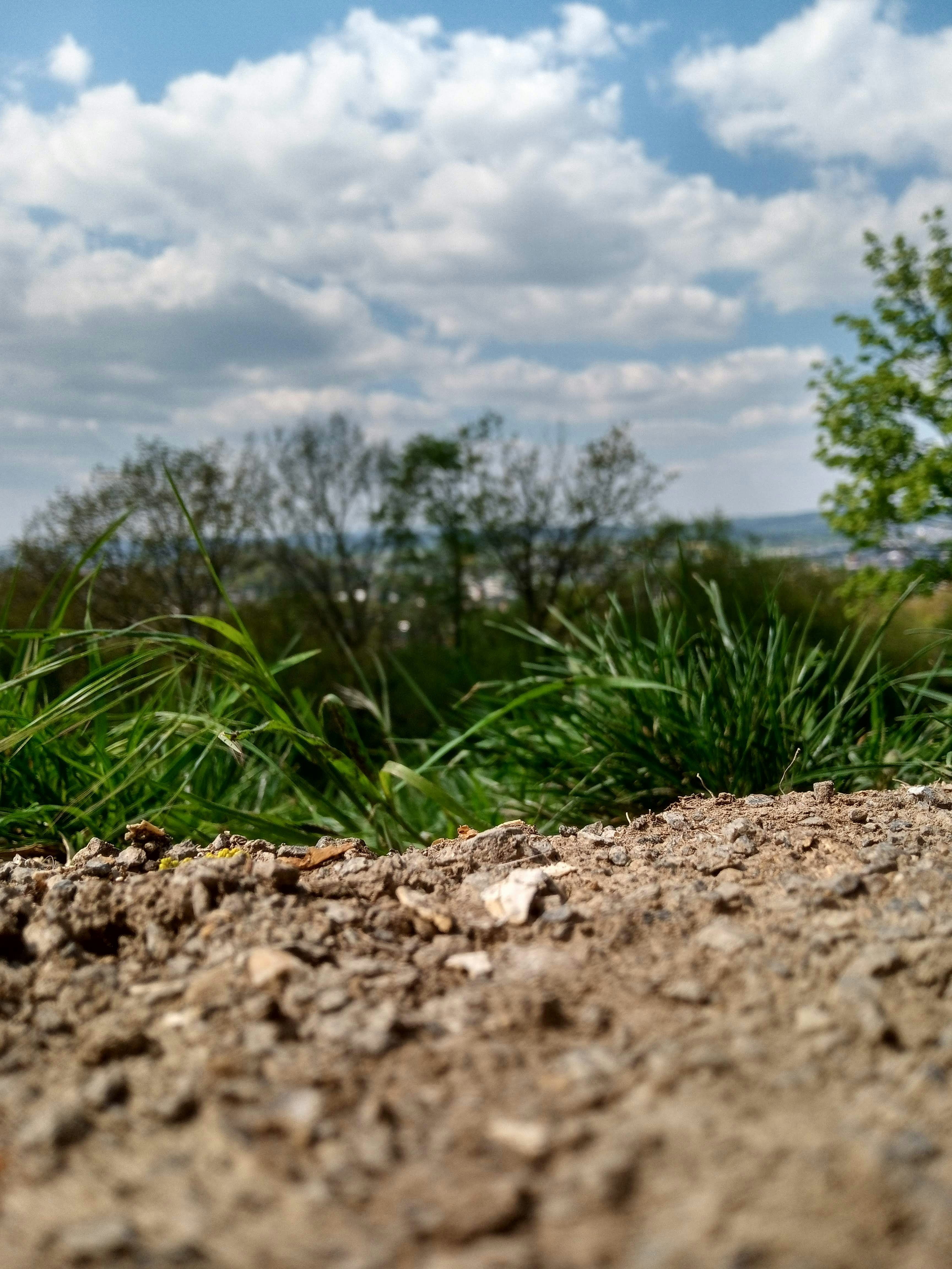 Eine Nahaufnahme von etwas Gras