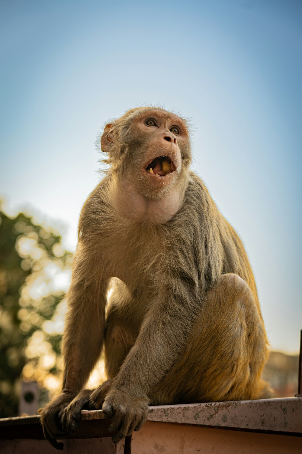 a close up of a monkey