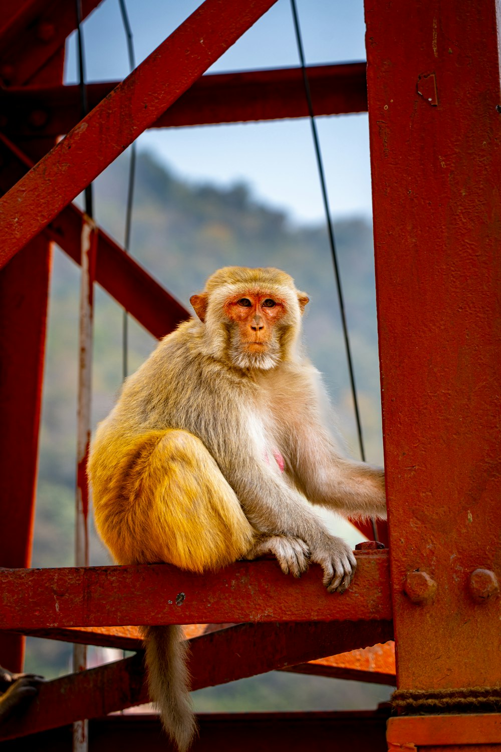 a monkey sitting on top of a wooden fence