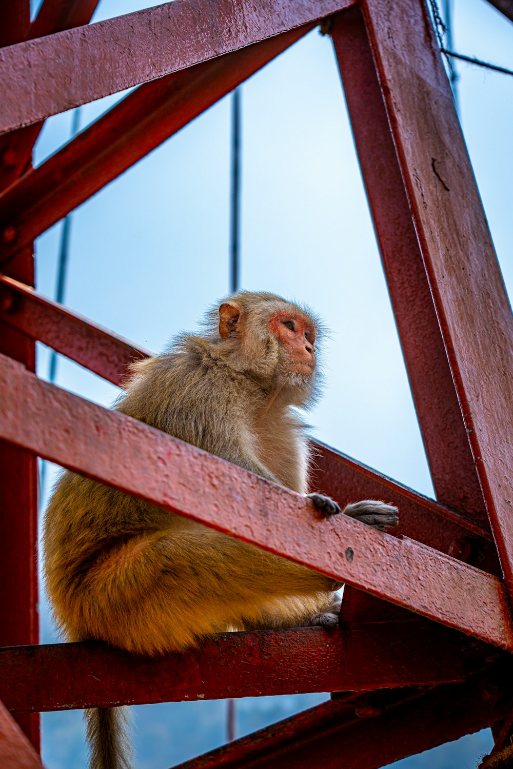 a monkey sitting on top of a wooden fence