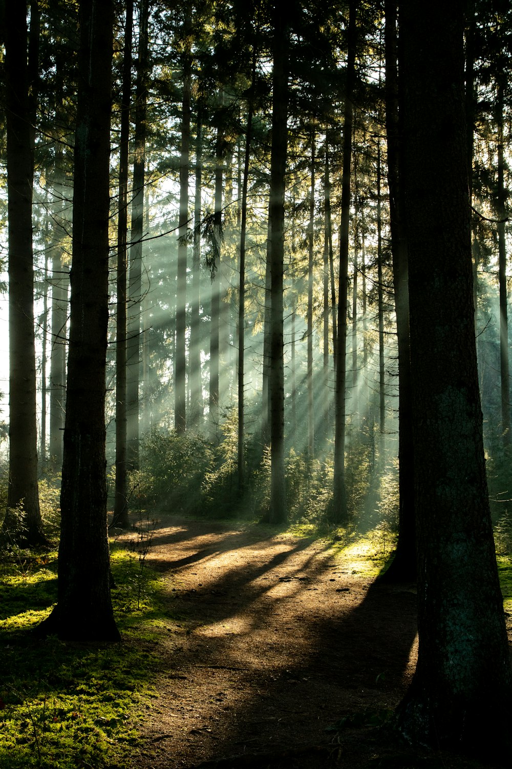 a dirt path through a forest