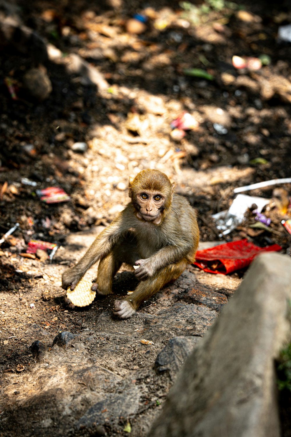 a monkey sitting on the ground