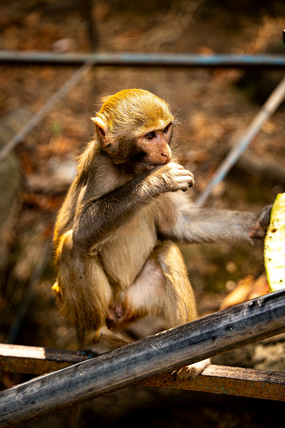 a monkey sitting on a branch