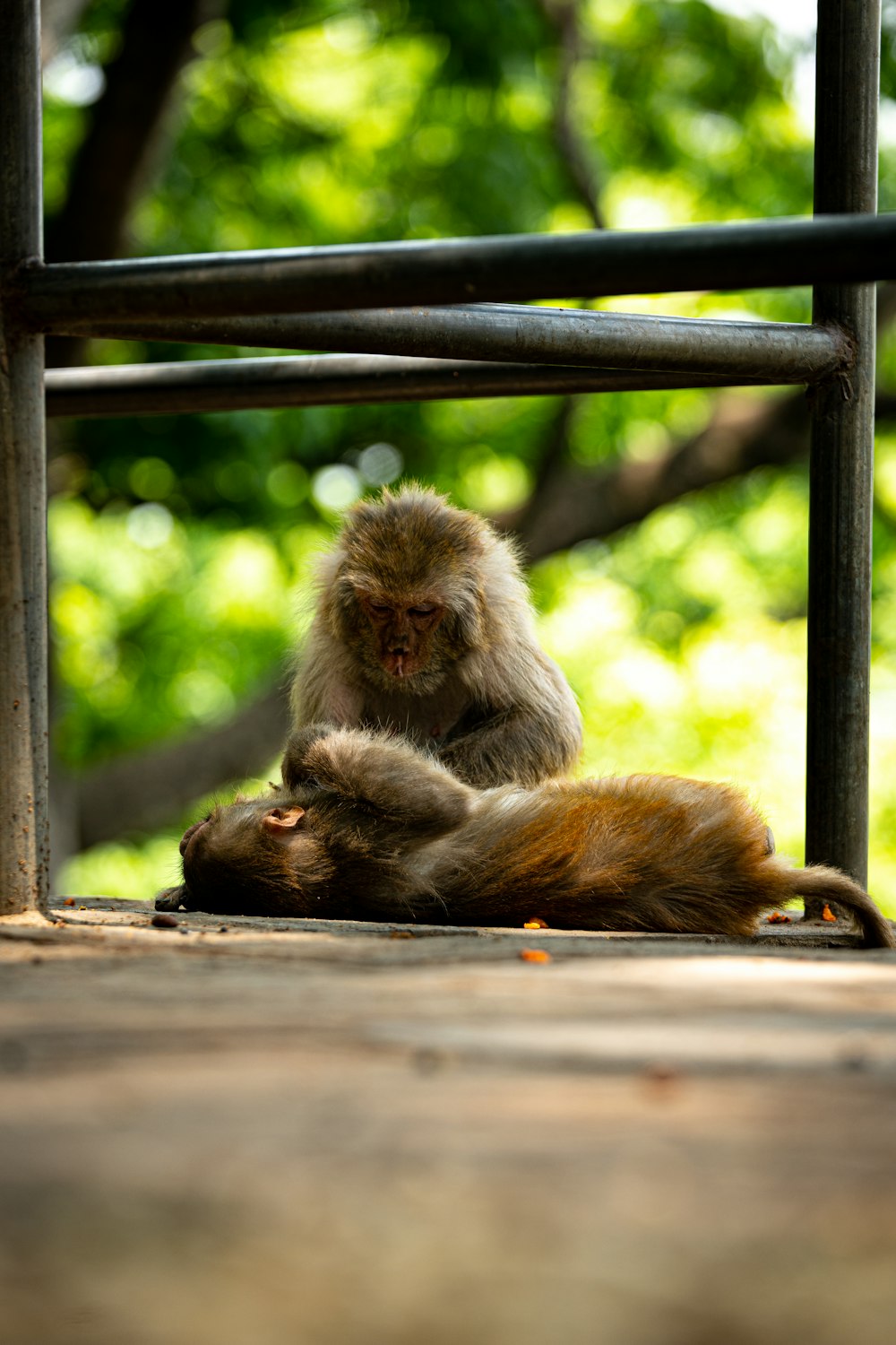 a monkey sitting on a ledge