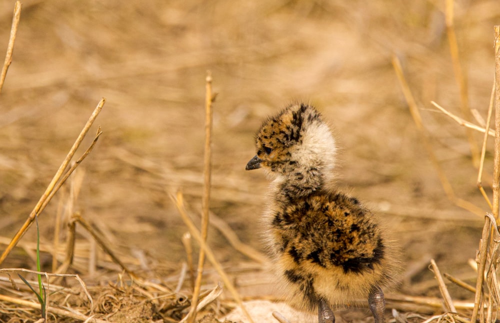 a bird standing on the ground