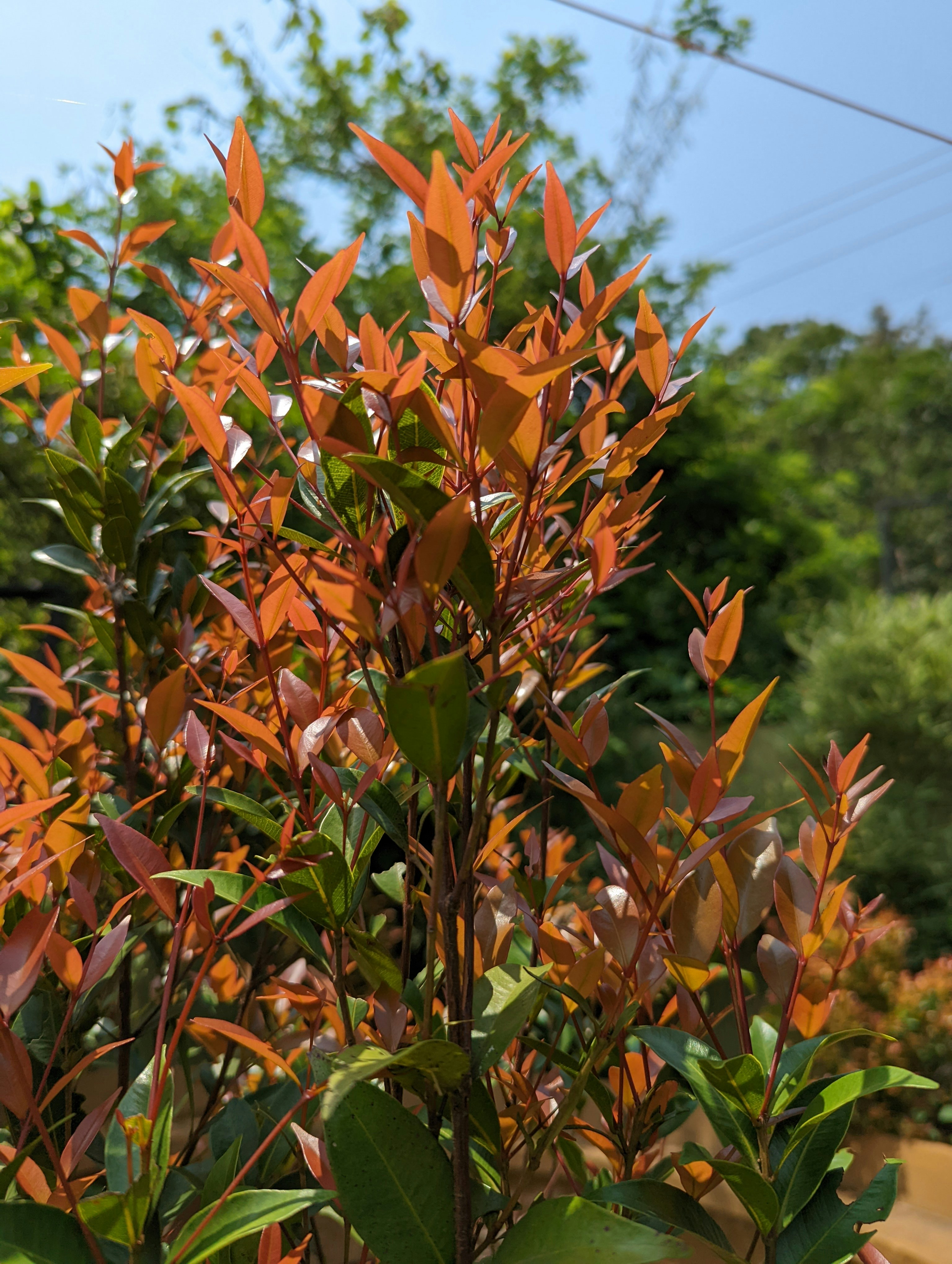 a close-up of a plant
