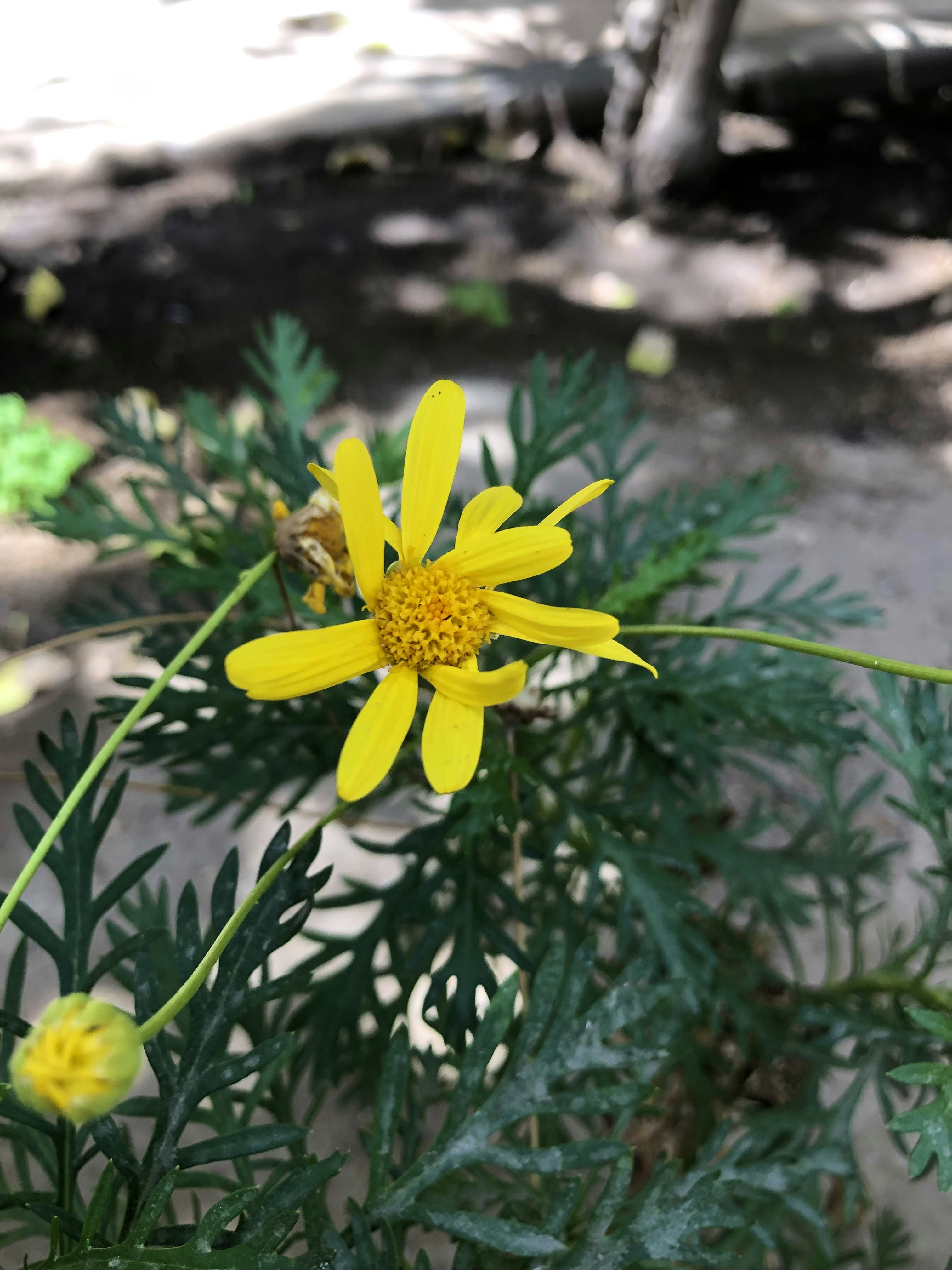 Unsplashで見つける黄色い花の無料写真