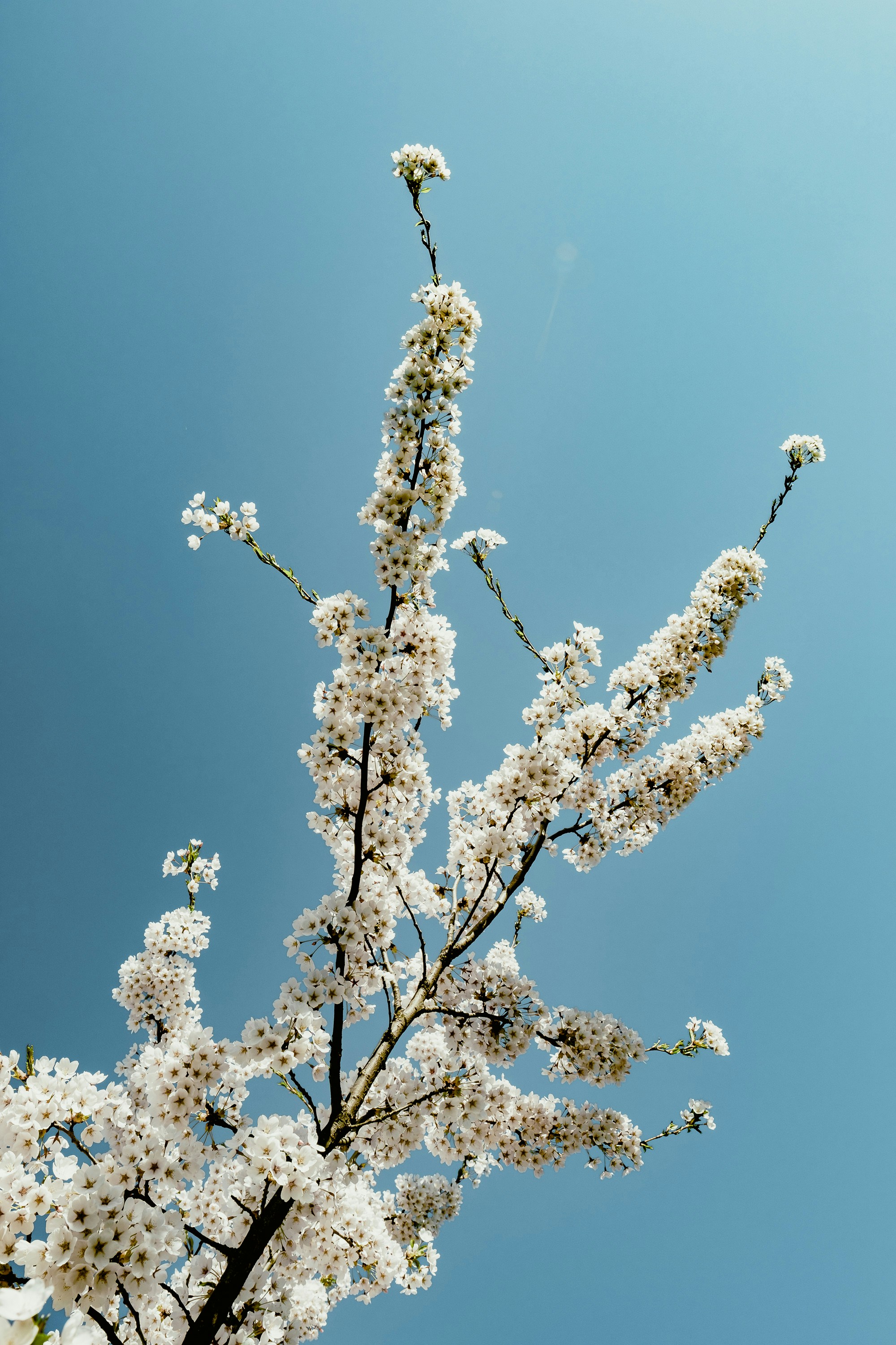 Un árbol con flores blancas