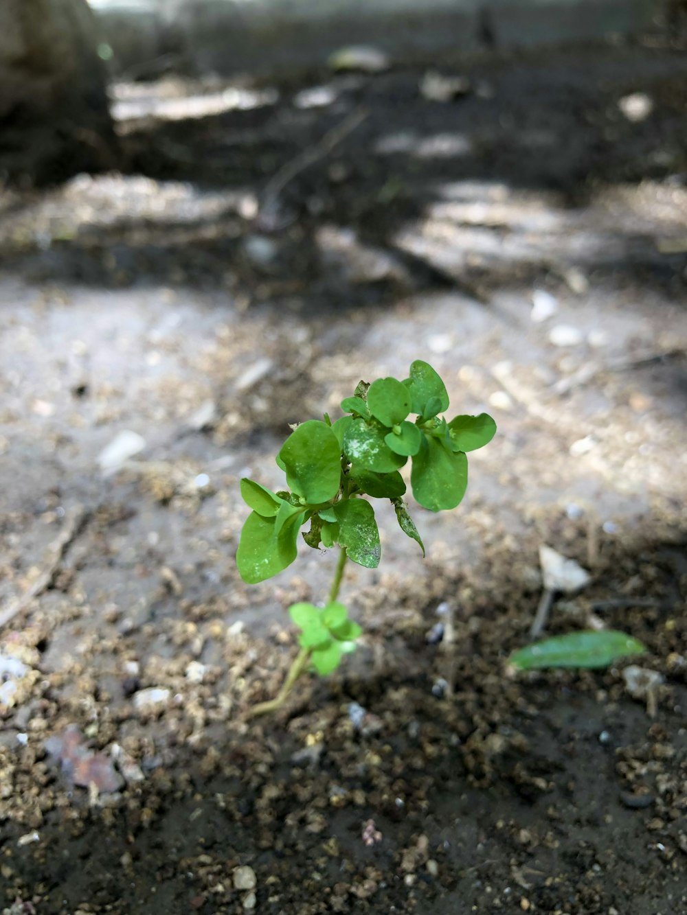 Una pequeña planta que crece en la tierra