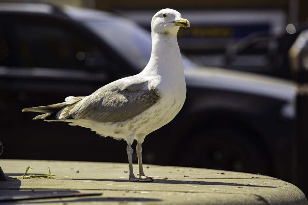 um pássaro em pé em uma superfície de madeira