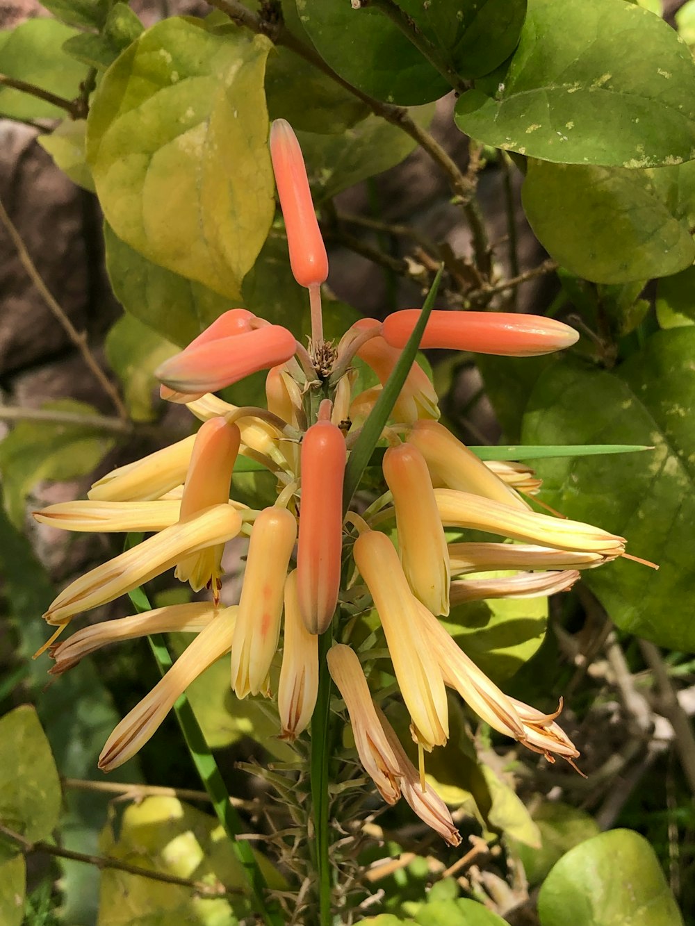 a plant with red and yellow flowers