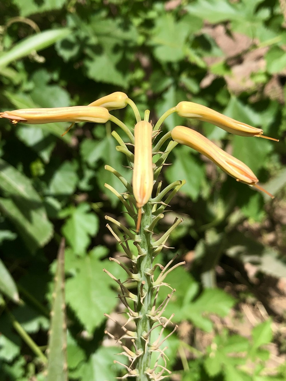 a close-up of a plant