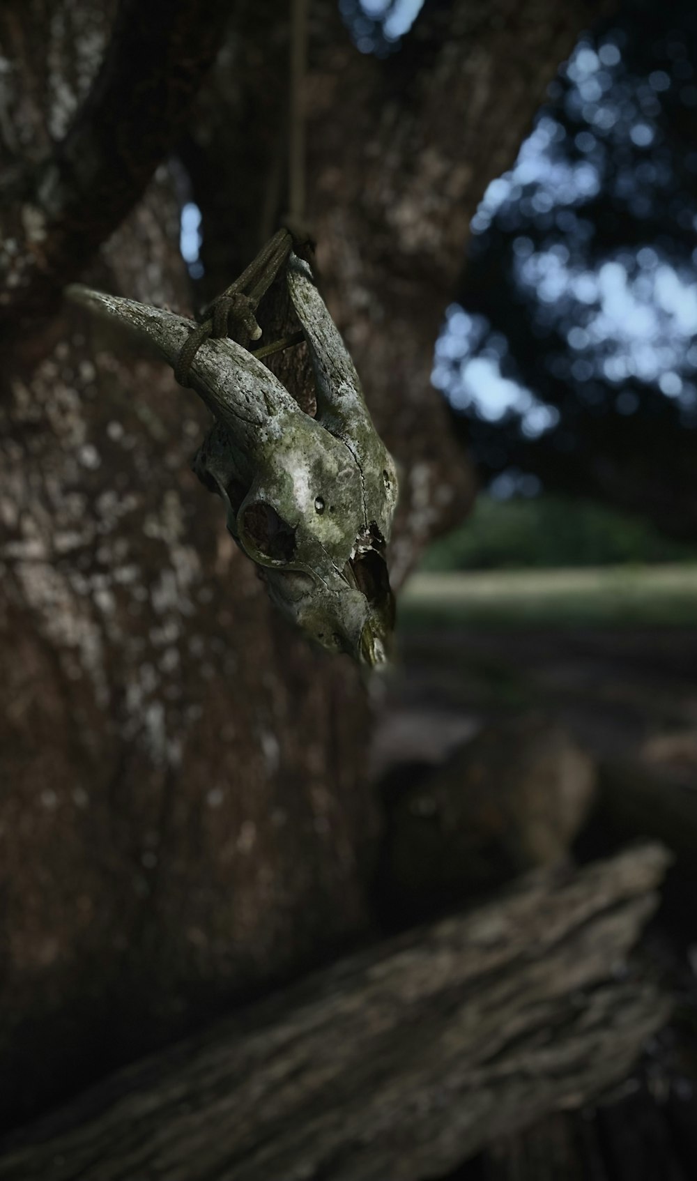 a close up of a lizard