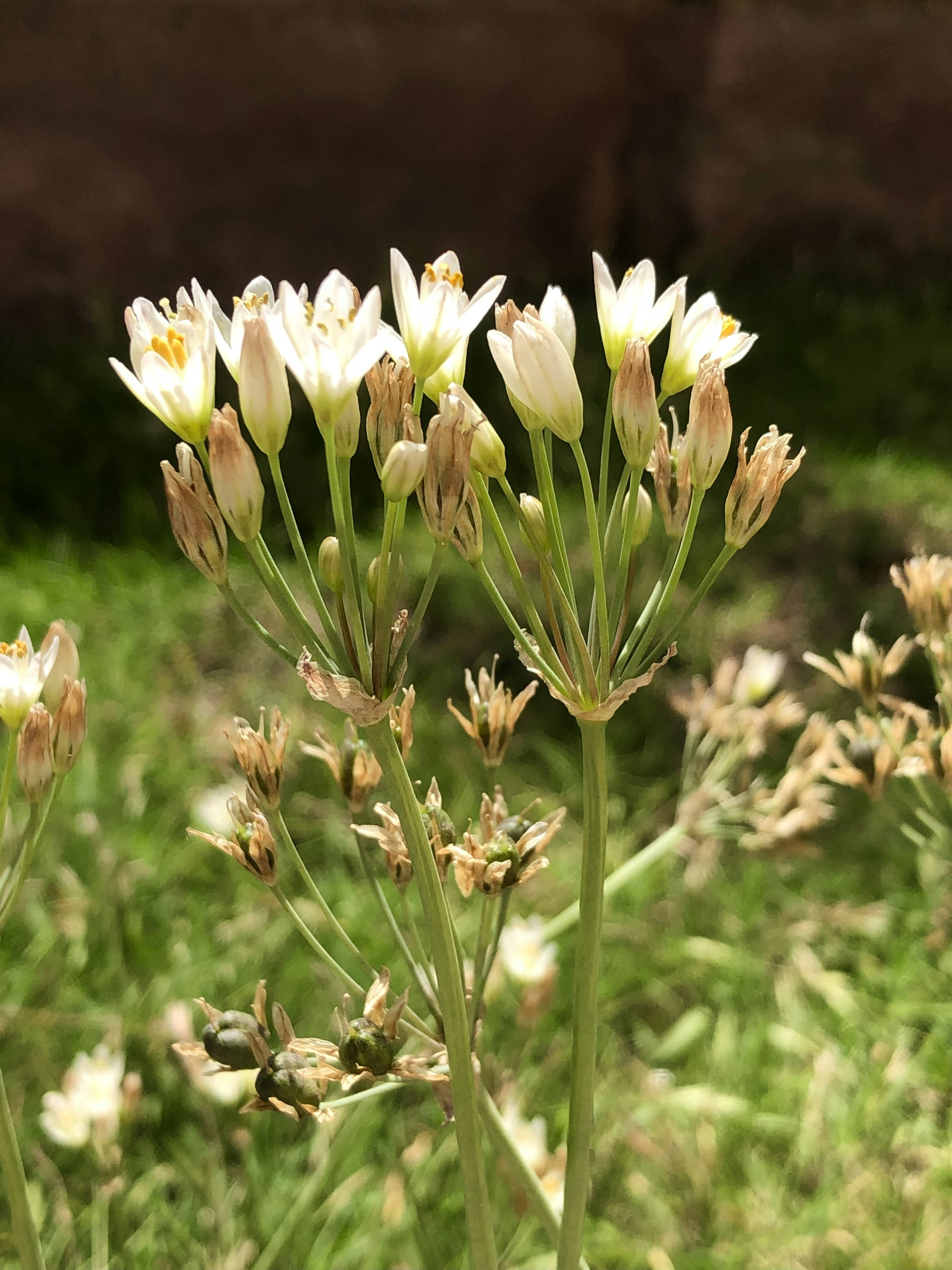 いくつかの花のクローズアップ