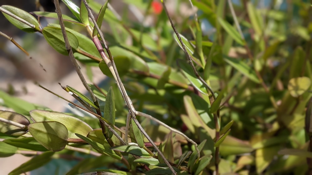 close up of a plant