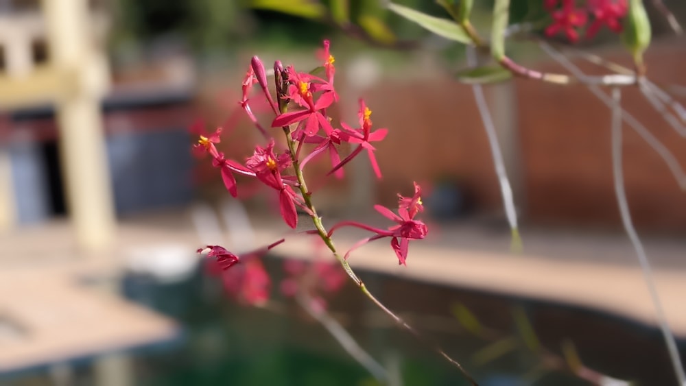 a close up of a flower